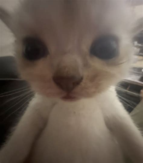 #animals #viral #fyp #foryoupage #cute #aesthetic #cat #kitten #gato in ...