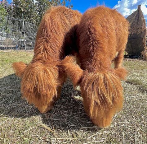 Mini Jersey cow - Miniature Cow Ranch USA Inc