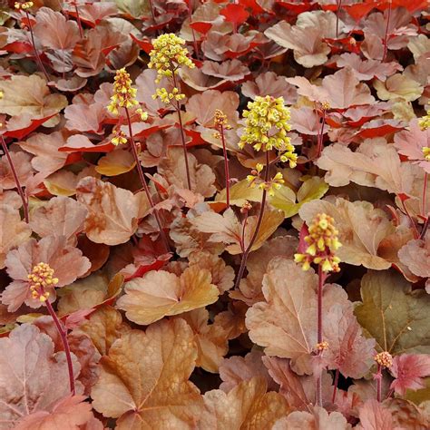 Heuchera 'Mega Caramel' (Хойхера „Мега Карамел") | Растения за градината
