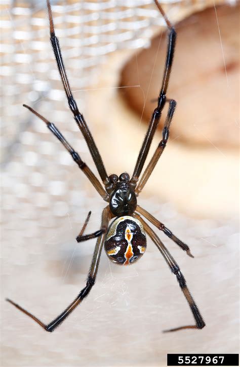 Juvenile Black Widow