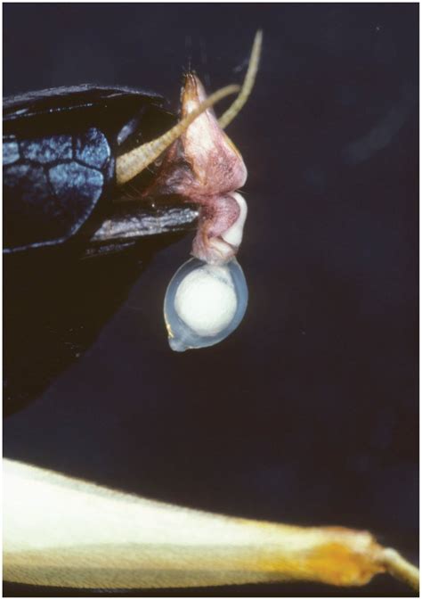 Male Cat Genitalia Spikes