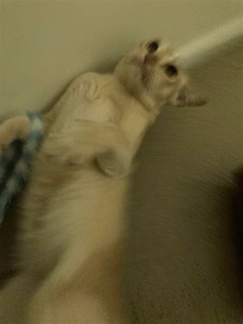 Cursed_Neighbours_Cat : r/cursedcats