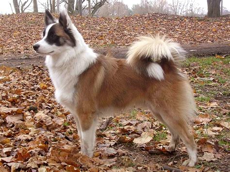 Dog Breeds Icelandic Sheepdog at Marcellus Meyers blog