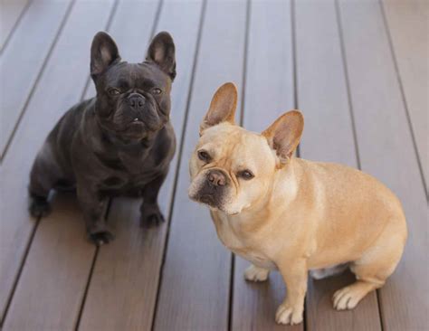 How Smart Are French Bulldogs? Everything We Know About Their ...