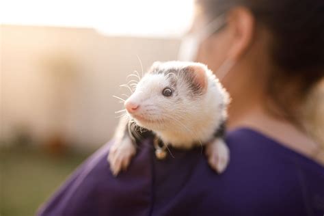 Exotic pets you can own without a license Archives | Animal Care Unlimited