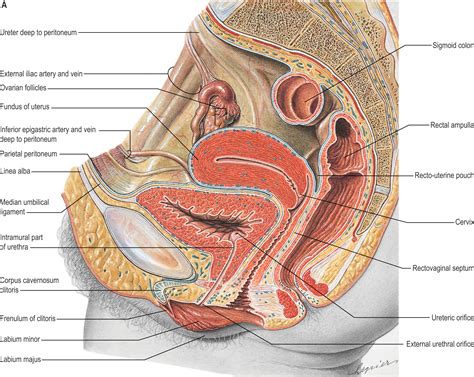 Bladder, prostate and urethra - Clinical Tree