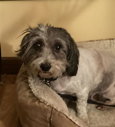 Buffalo Pug & Small Breed Rescue, Inc.