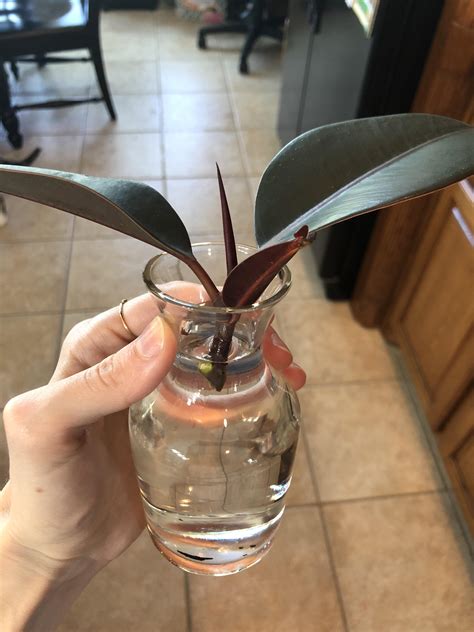 How To Propagate Rubber Plant - Plant Ideas