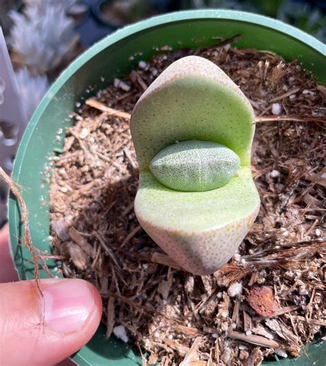 Pleiospilos Nelii 'split Rock' Succulent Plant 4 Pot - Etsy