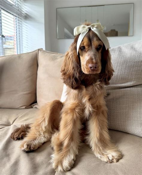 Brown and White Dog on Couch