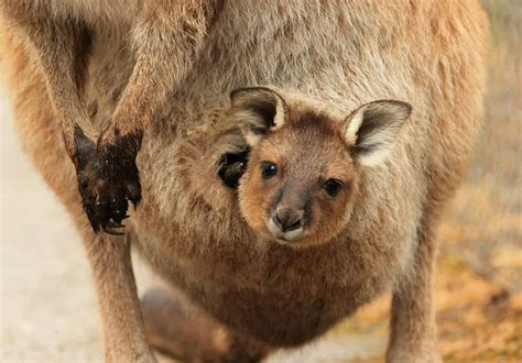How Long Does A Baby Kangaroo Stay In The Pouch | The Tube