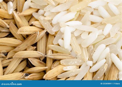Thai Rice Seed and Mix Grain Stock Image - Image of golden, flora: 25369891
