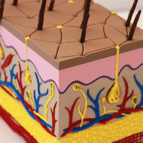 Integumentary System Model Project