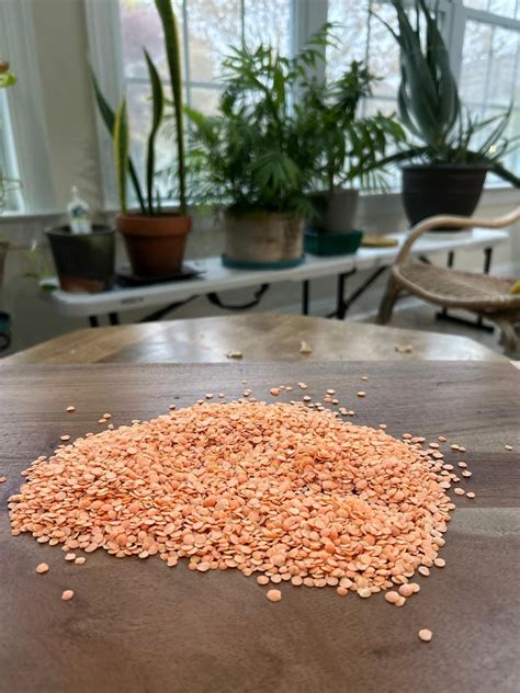 Dal Chawal, the national dish of India