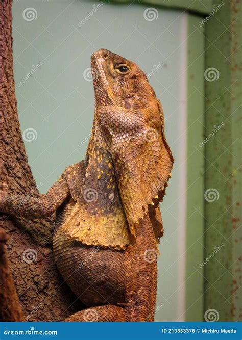 The Australian Frilled Lizard with Its Frill Folded Around Its Neck ...