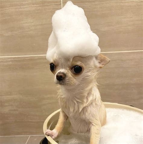 Pin by Yulia Vishevskaya on Собака | Cute chihuahua, Funny dog faces ...