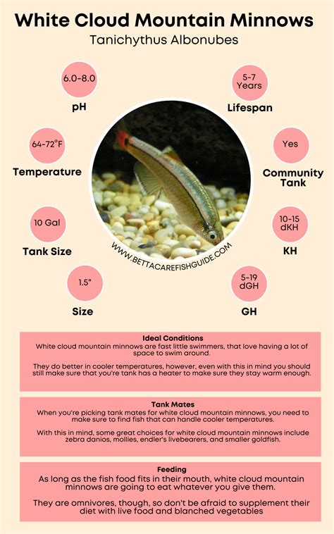 18 Easy To Breed Fish And How To Care For Them