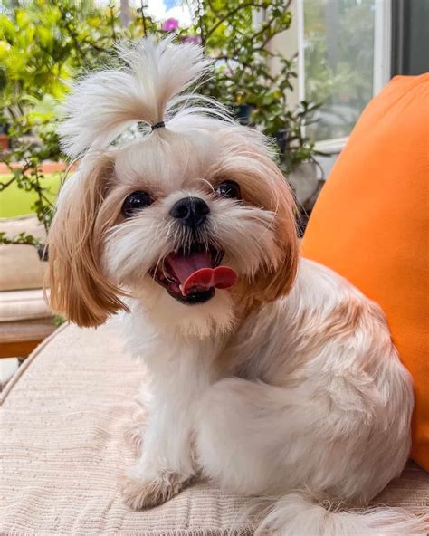 20 Shih Tzu Colors and Markings Explained