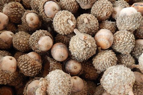 How to Make Acorn Flour