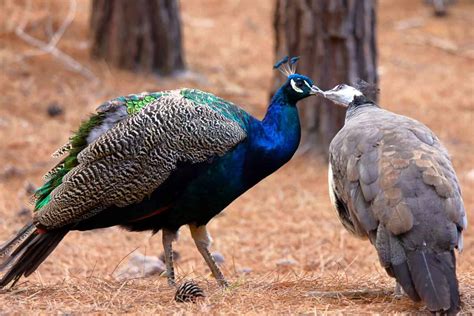 Peafowl Vs Peacock