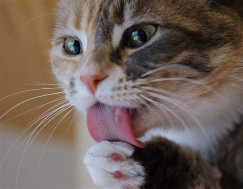 Why does my cat lick and scratch so much? - Berwick Clyde Vet