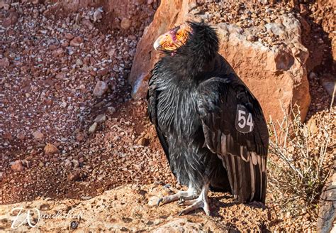 Most Terrifying Bird 15 Scariest Birds On Earth: The Weird, The Bad,