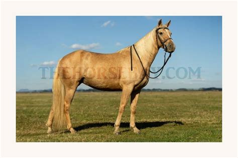 Kaitlyn | Thehorsebay.com