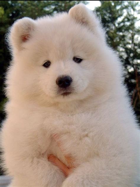 Samoyed Puppy. I need this dog! | Cute baby animals, Samoyed puppy ...