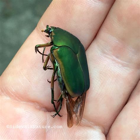 June Bug Underside at Wendell Blakely blog