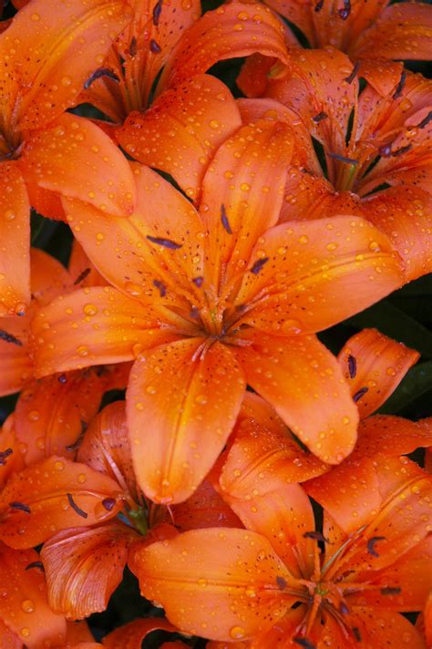 19 Tiger lily ideas | tiger lily, lily, lily flower