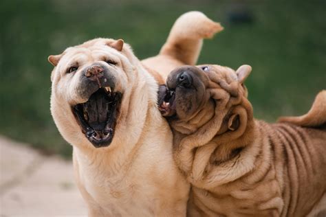 Dog Swollen Face or Mouth: Causes, Symptoms & Treatment - RunyePet