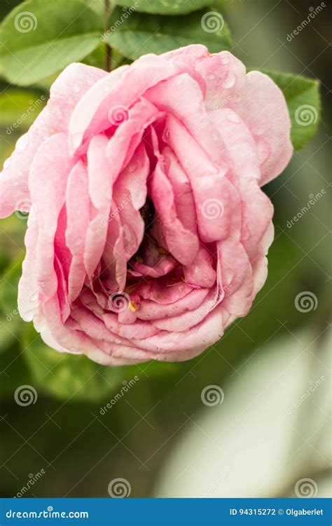 Erotic rose flower stock photo. Image of botany, genital - 94315272