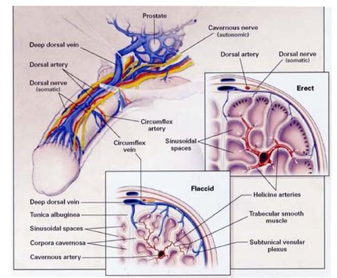 Figure 1 - from Physiology and biochemistry of erections
