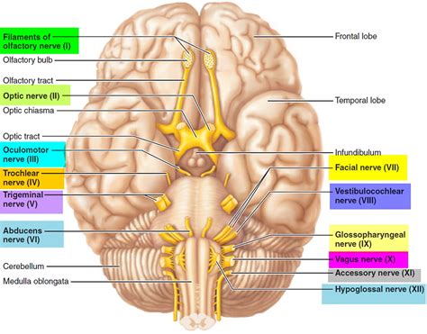 Cranial Nerves Labeled Diagram Toosogie Medical Images: Cran