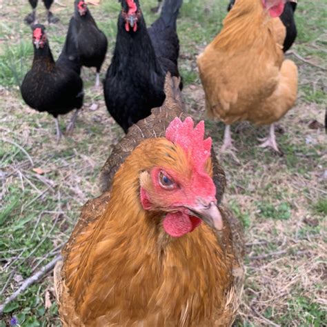My Pet Chicken Canada at Tarah Gordon blog