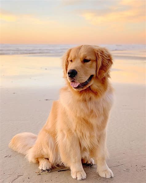 Golden Retriever Sunset Wallpapers - 4k, HD Backgrounds on WallpaperBat
