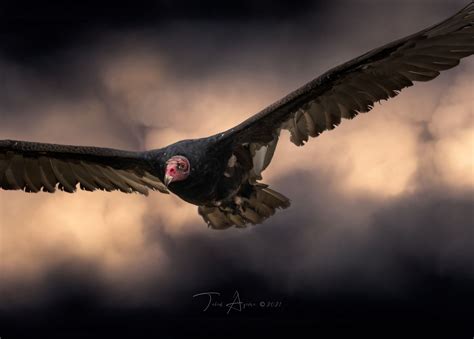 Vulture Culture: The Ups and Downs of the Turkey Vulture - Bolsa Chica Land