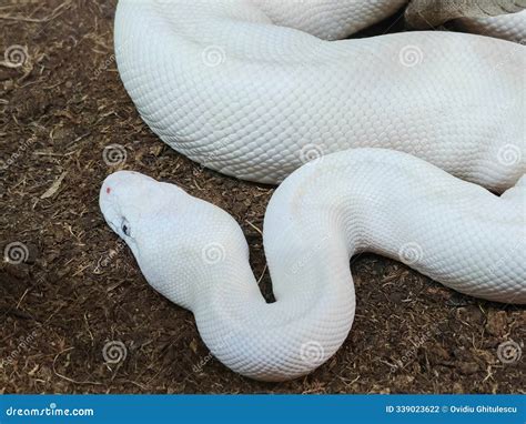 The Ball Python (Python Regius), Also Called the Royal Python White Non ...