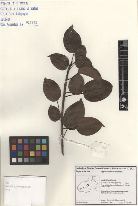 Hippomane mancinella