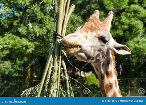African Giraffe Giraffa Camelopardalis. the Giraffe is the Tallest Land ...