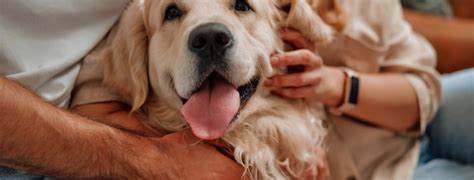 Homepage | Alamo Animal Hospital