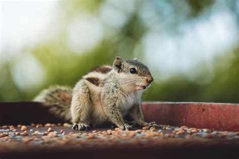 Anime+Big+Boobs+Bikini Photos, Download The BEST Free Anime+Big+Boobs ...