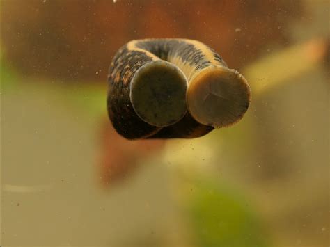 Leeches How to avoid and get rid of leeches during your travels ...