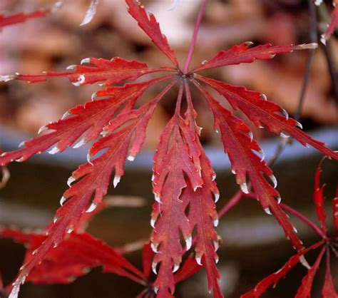 Types Of Japanese Maples at Rebecca Hart blog