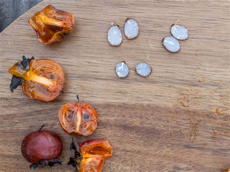 Persimmon Winter Prediction | Blackberry Magazine