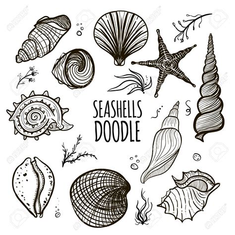 Seashells Drawing at GetDrawings | Free download