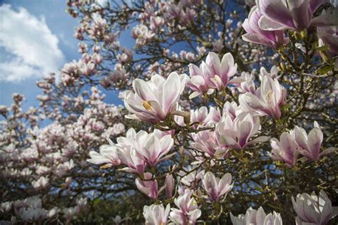 12 Popular Types of Magnolia Trees and Shrubs