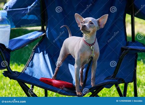 Dog Breed American Hairless Terrier Stock Photo - Image of breed, green ...