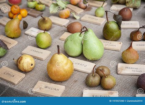 Different Species of Pears, on a Table. Varieties of Fruits and ...