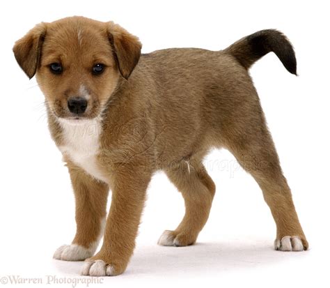 Brown Puppy Breeds